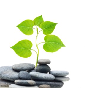 Plant tree in stones.
